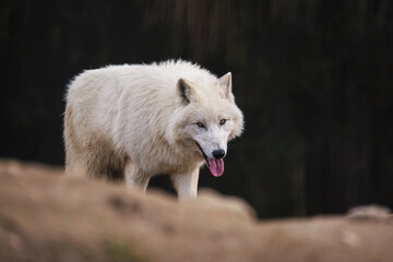 Arctic wolf in the forest