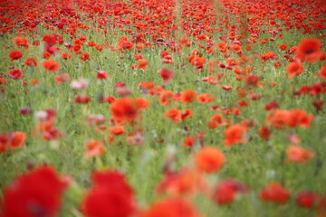 Blooming poppies in the field (focus on the blooms)