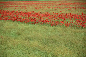Blooming poppies in the field (focus on the blooms)