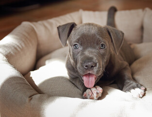 puppy of the blue American Staffordshire Terrier, gray color