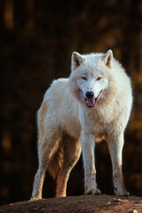 Obraz na płótnie Canvas Arctic wolf in the forest