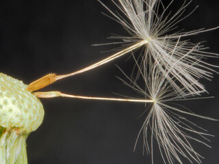 Macrophotograph of dandelion seeds on a black background.