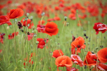 Blooming poppies in the field (focus on the blooms)