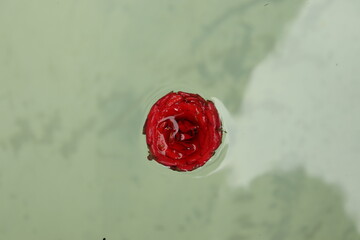 red rose in water, valentine , flowers,love
