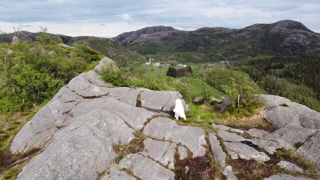 Aerial panorama drone view of white huskey Dog and beautiful fishing harbor in  Stavanger Norway. Mountain top view of boats traveling fjord. Norway, Scandinavia, northern Europe