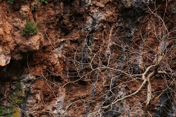 moss on tree, tree roots, Zachlorou, Achaia, Greece