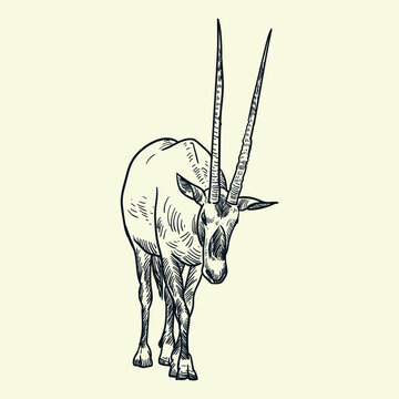Vintage Hand drawing Gemsbok Oryx