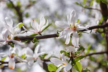Obraz premium Spring flowering magnolia. Beautiful spring flowers. Magnolia in the botanical garden.