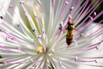 Macro photography of a belted hoverfly (Syrphidae) on a caper flower