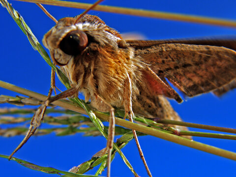 borboleta