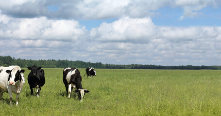 four cows grazes on a green meadow. fresh milk in summer