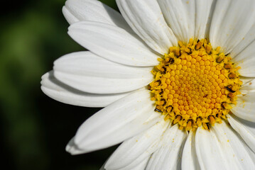 Fototapeta premium Blumen