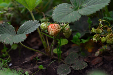 Fresh green strawberries grow in a garden bed on the farm. Gardening and gardening. A greeting card or banner for a sale for the spring festival or the autumn harvest festival