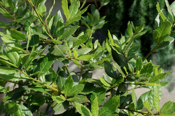 Obraz premium Green bay leaf tree close-up