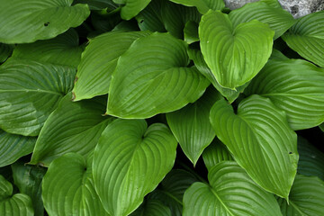 Natural green leafs close-up shot