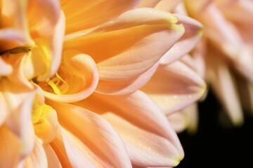 Blumen