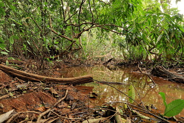 stream in african forest