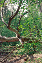 Fallen dry tree in the forest. A dead dry tree with twisted branches lies in the forest