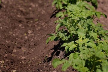 Fresh new potatoes grow in a bed in the garden on the farm. Gardening. A greeting card or banner for a sale for the spring festival or autumn harvest.
