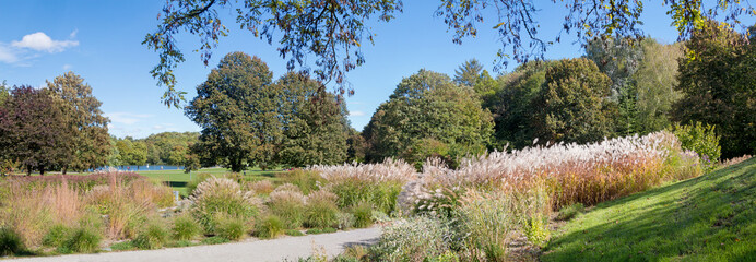 walkway in the Westpark Munich, trough plantation of pampas grass, autumnal sunny landscape upper...