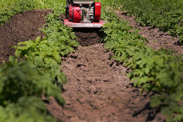 Fresh new potatoes grow in a bed in the garden on the farm. a man is hoeing the garden beds with a cultivator. Gardening. Banner for sale for spring holiday or autumn harvest