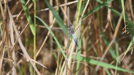 libélula de vientre plano abrazada a una caña, color azul, alas abiertas y transparentes, lérida, españa, europa 