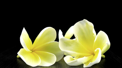 The yellow and white Plumeria or Frangipani flowers are very beautiful