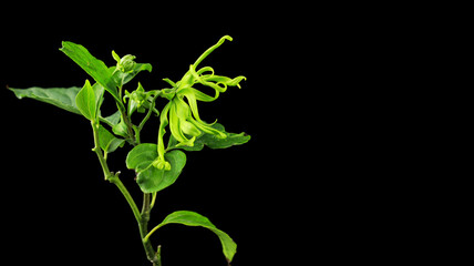 Ylang tree with very beautiful and fragrant leaves and flowers on black background.