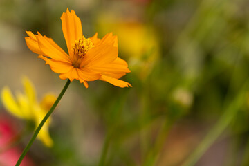beauty fresh orange cosmos flower blooming center of green leaves in botany garden with copy space.