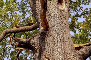 Trunk of a large old oak.