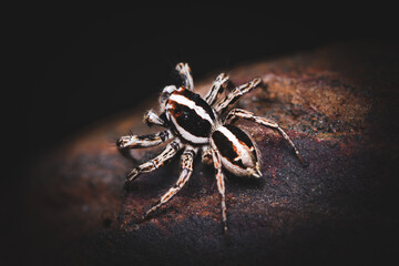 Found this beautiful jumper inside the home, cream and brown color was blended like butterscotch ice cream, The shot was composed on my aquarium stone.
