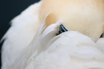 Ein Basstölpel auf Helgoland versteckt seinen Kopf im Gefieder. Nur sein blaues Auge schaut hervor