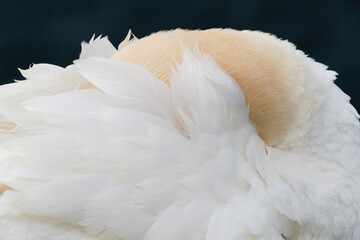 Obraz premium Ein Basstölpel auf Helgoland versteckt seinen Kopf im Gefieder