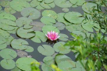 pink lilies on the water