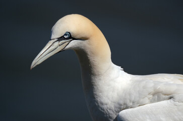 VGannets are seabirds comprising the genus Morus, in the family Sulidae, closely related to boobies. 