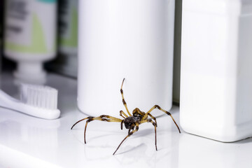 big spider walking inside a bathroom sink, venomous animal, pest control concept