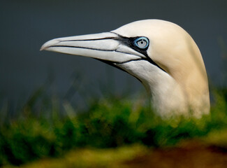 VGannets are seabirds comprising the genus Morus, in the family Sulidae, closely related to boobies. 