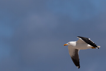 Möwe im Flug vor blauem Himmel