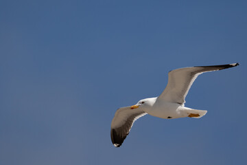 Möwe im Flug vor blauem Himmel