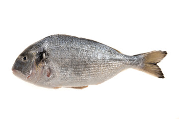 dorade2