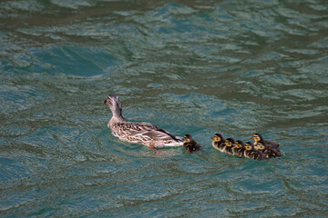 Eine Ente schwimmt mit ihren sieben Küken in der Nordsee vor der Düne bei Helgoland.