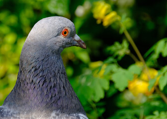 Feral pigeons, also called city doves, city pigeons, or street pigeons, are pigeons that are descended from the domestic pigeons that have returned to the wild.