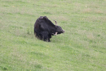 black buffalo in the field