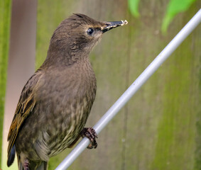 Starlings are small to medium-sized passerine birds in the family Sturnidae