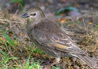 Starlings are small to medium-sized passerine birds in the family Sturnidae