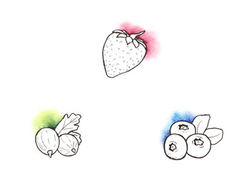 Hand drawn watercolor berries illustration