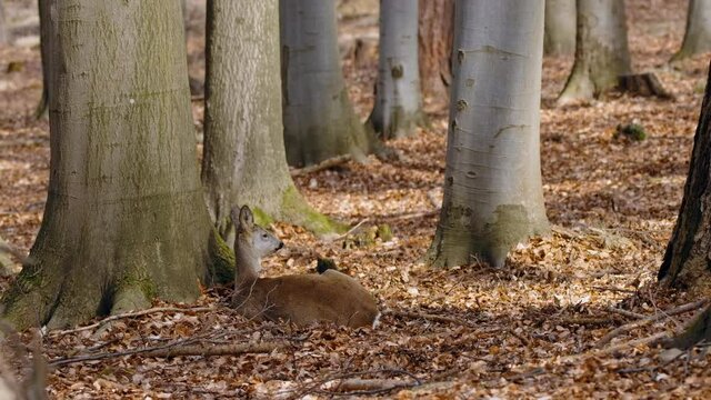 European roe deer (Capreolus capreolus) resting on the forest ground