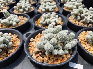 Escobaria Sneedii is a rare species of cactus. The trunk is green and white in clumps. The thorns are white, resembling a foxtail.
