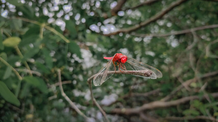 Red dragonfly on the stick side view.