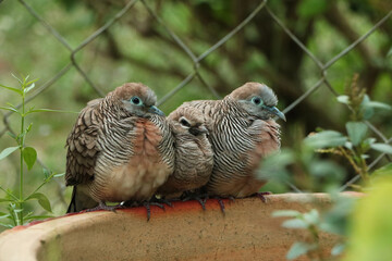 A cute little bird family